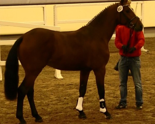 Pferd Hengst von a' Lee Spring Power (Westfale, 2011, von A Lee Spring Power)