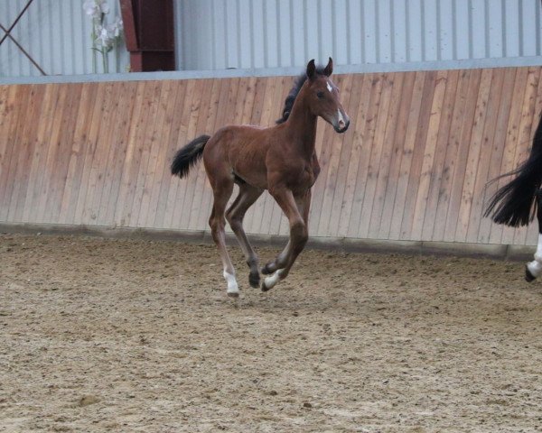 stallion kiran (Holsteiner, 2021, from Keaton HV)