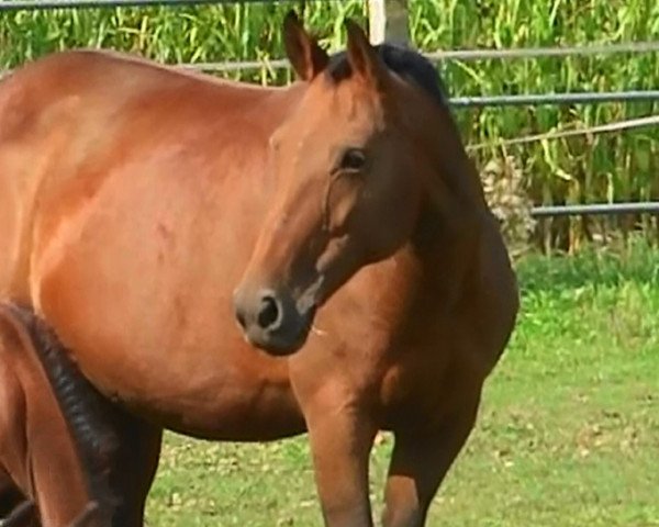 broodmare Treasure M (KWPN (Royal Dutch Sporthorse), 2000, from Quick Star)