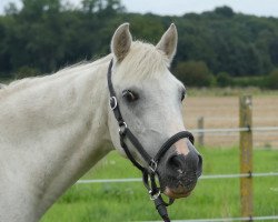 dressage horse Little Joe (German Riding Pony, 1994, from Luzern)