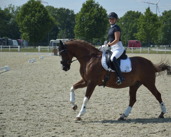 dressage horse Mika's Bavarois (German Riding Pony, 2005, from Bavarottie) dressage horse Mika's Bavarois (German Riding Pony, 2005, from Bavarottie)