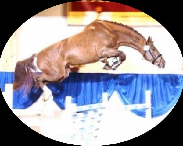 horse Lizzander HaB (Bavarian, 2009, from Landprinz)