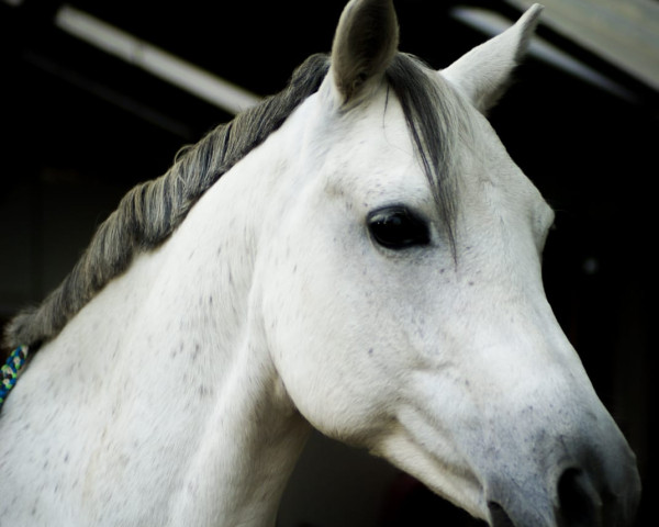 dressage horse Dolce Vita SB (Westphalian, 2004, from Dressman V)