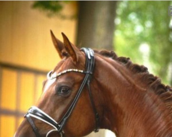 Pferd Don Contendro (Hannoveraner, 2014, von Don Frederic 3)