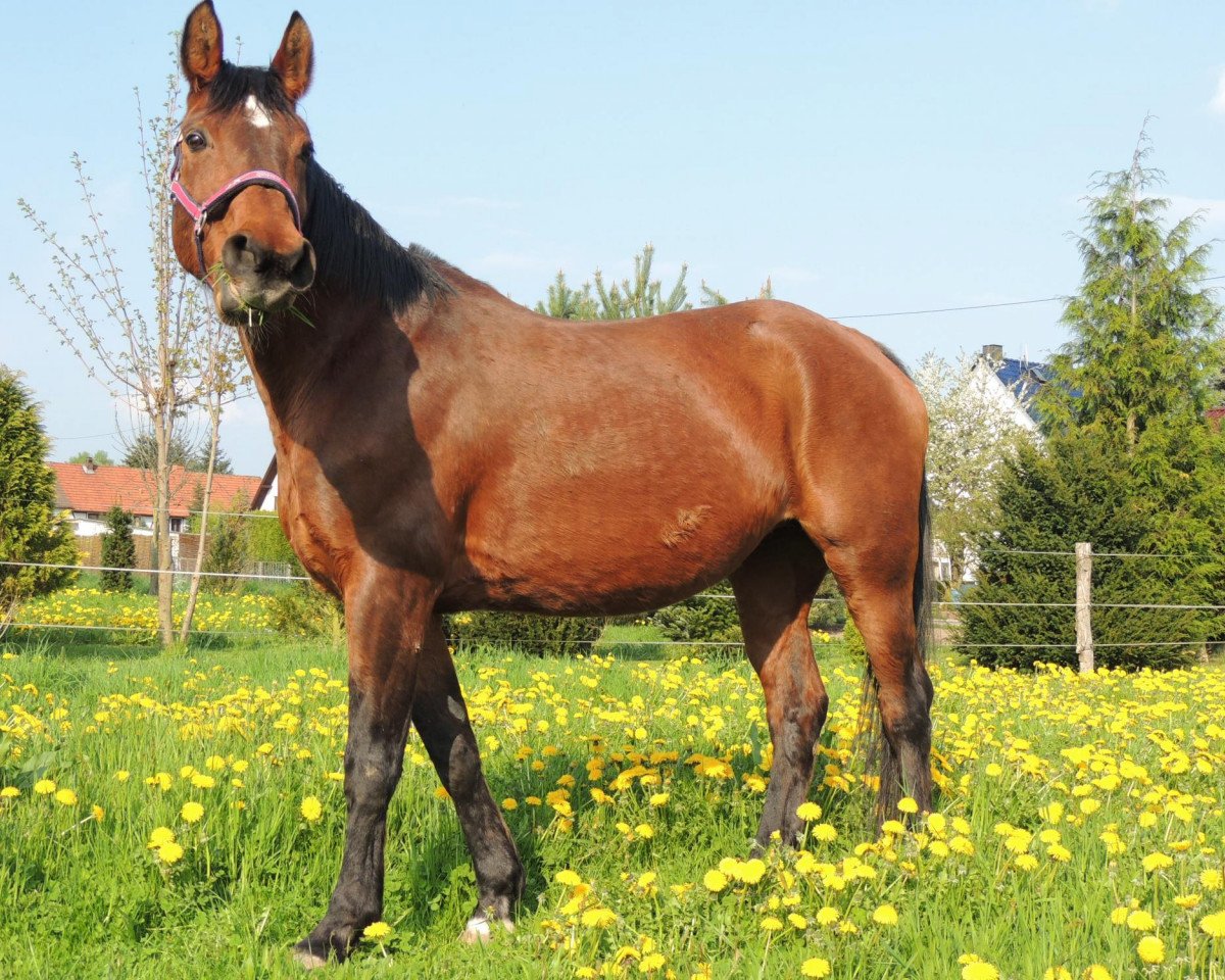 horse Deborah (Thuringia, 1995, from Friesenstern)