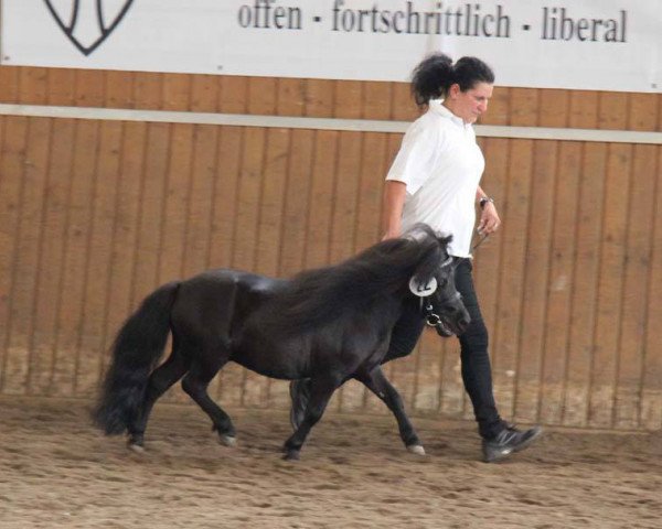stallion Rino von der Pumpermühle (Shetland pony (under 87 cm), 2010, from Rudi von Korem) stallion Rino von der Pumpermühle (Shetland pony (under 87 cm), 2010, from Rudi von Korem)