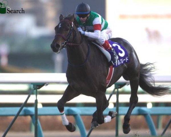 horse Alfredo xx (Thoroughbred, 2009, from Symboli Kris S xx)