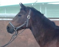 Cavallo da Dressage Ashley Katrina (New Forest Pony, 1992, di Ashley Mischief)