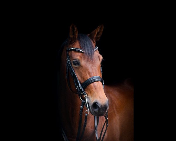 Pferd Lady Rose 12 (Oldenburger, 2012, von L'espoir)