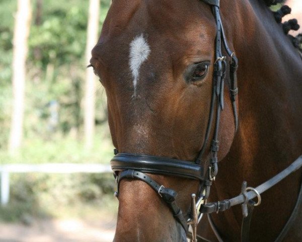 horse Lenny 41 (Bavarian, 2002, from La Pilot)