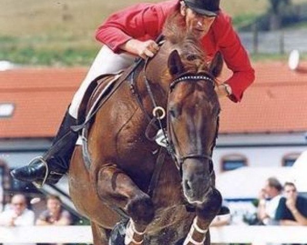 Deckhengst Przedswit XVI (Tschechisches Warmblut, 1990, von 90 Przedswit X)