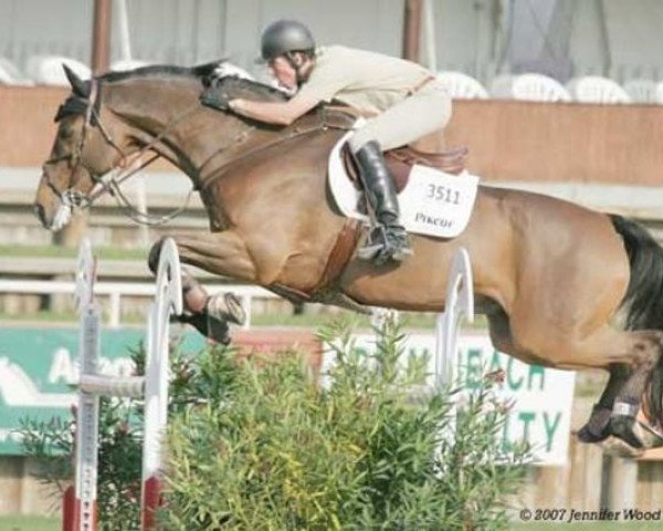 jumper Constantin 24 (Holsteiner, 1994, from Contender)