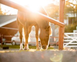jumper Fredbos Mesterix (German Sport Horse, 2001)