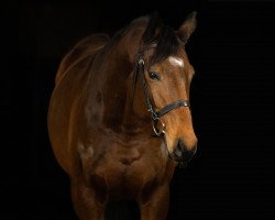 broodmare Sapphire Sky (Trakehner, 2014, from Fiepes Winged xx)