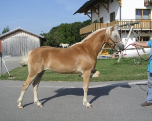 horse Obinia (5,86% ox) (Edelbluthaflinger, 2011, from Stargate-M)