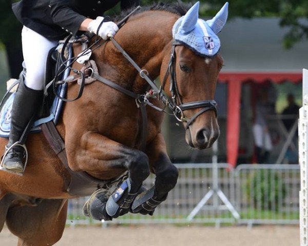 jumper Corinijo (Zweibrücken, 2007, from Cornet's Crown)