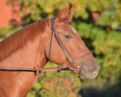 Caballo de salto Concours (Mecklenburger, 2000, de Cockpit)