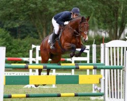 jumper Aragon 256 (Holsteiner, 2002, from Acorado I)