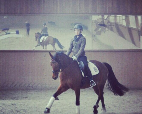 horse My First Lady 3 (Hanoverian, 2002, from Grand Cru)