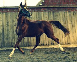 dressage horse Quivre D'or (Hanoverian, 2010, from Quaterback)