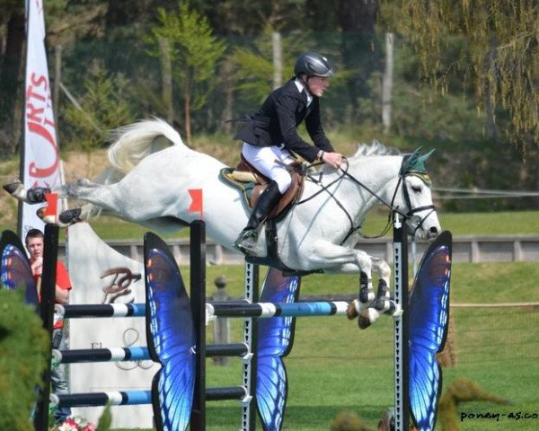 stallion Don Carlos 185 (German Riding Pony, 2005, from Douglas)