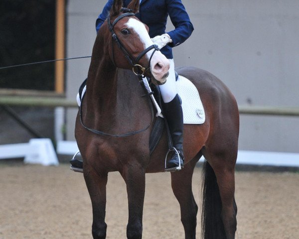 jumper Pietje Puck 3 (Trakehner, 2001, from Exclusiv)