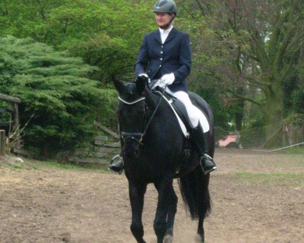 dressage horse Duke of Gregory (Oldenburg, 1999, from Don Gregory)
