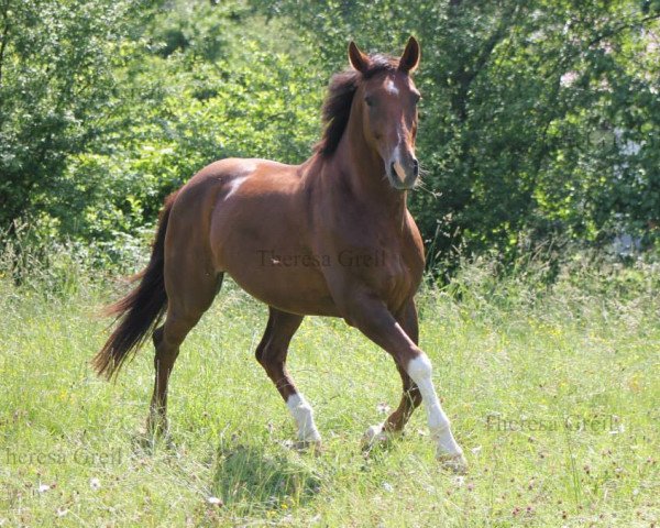 Dressurpferd Danieux (Bayer, 2003, von Danubius R) Dressurpferd Danieux (Bayer, 2003, von Danubius R)