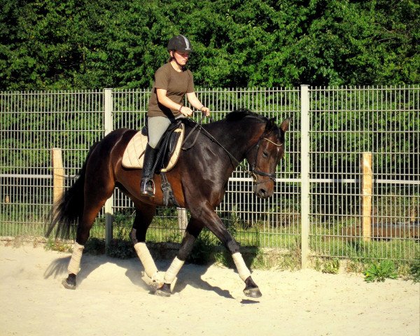horse Prestige E (Westphalian, 2008, from Praktiker)