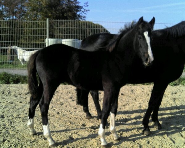 dressage horse Campari E (Westphalian, 2011, from Cordynox)