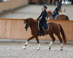 Pferd GAW Stefan T. (Westfale, 2016, von Sir Heinrich OLD)
