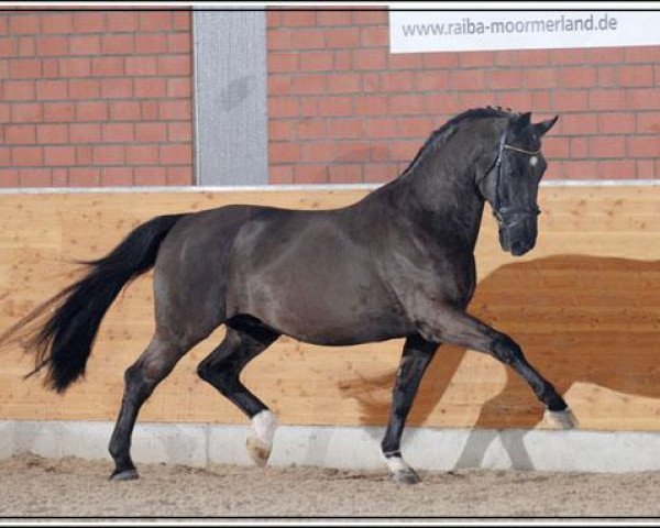stallion Deichgraf (Alt-Oldenburger / Ostfriesen, 1993, from Donnerhall)
