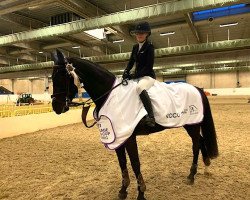 Springpferd Cannonball (Schwedisches Warmblut, 2005)