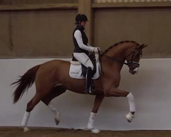 horse Sharma (Hanoverian, 2019, from Secret)