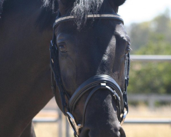 broodmare Rheinstone (Oldenburg, 2009, from Swarovski)