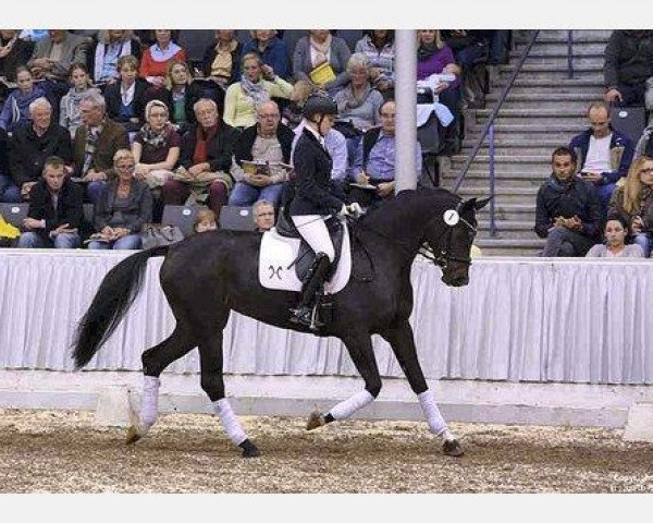 broodmare Fräulein W (Rhinelander, 2010, from Fidertanz)