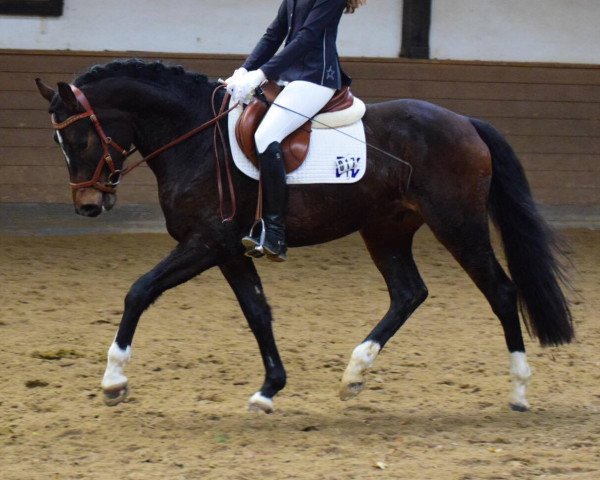 Pferd Flash JJ (Rheinländer, 2010, von Fürst Grandios)