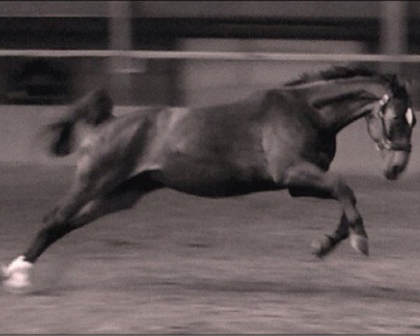 horse Fidelio (Westphalian, 2001, from Felin)