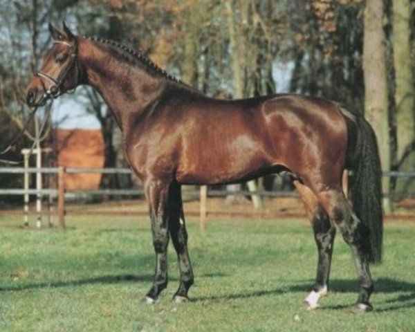 Deckhengst Limes (Rheinländer, 1997, von Lancer II)