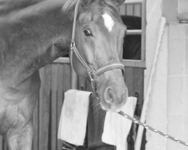 Pferd Angelo 398 (Deutsches Reitpferd, 2002, von Abanos)