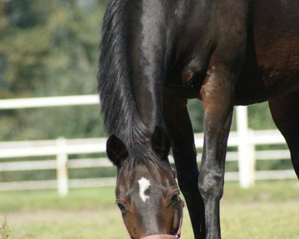 broodmare Freedom (German Riding Pony, 2001, from Marco Polo)