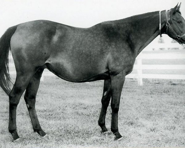 broodmare Courtly Dee xx (Thoroughbred, 1968, from Never Bend xx)