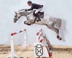stallion Cassiano (Holsteiner, 2001, from Cassini I)