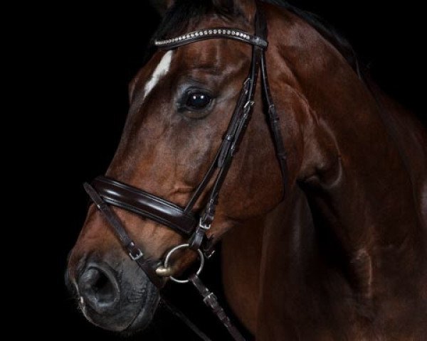 horse Riverman (Sachse, 1996, from Ratero)
