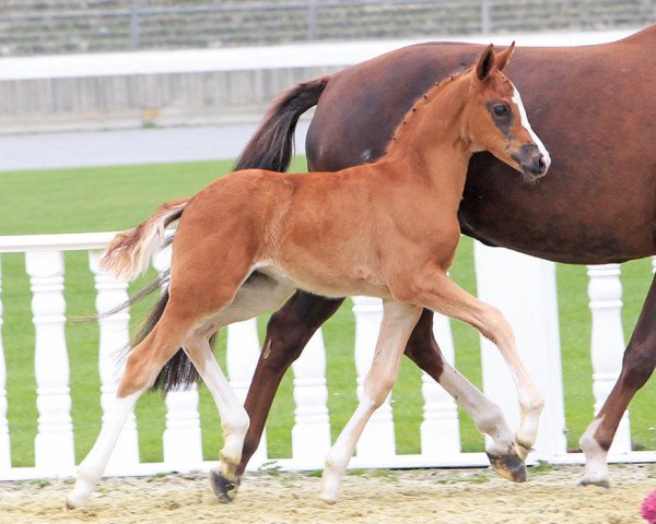 horse Cremona (Oldenburg, 2013, from Franziskus FRH)