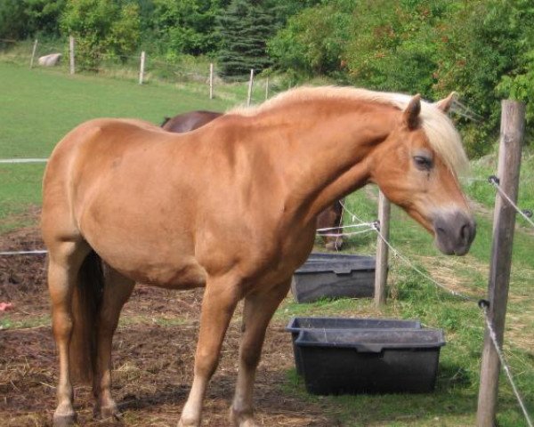 Zuchtstute Jolly (Haflinger,  )