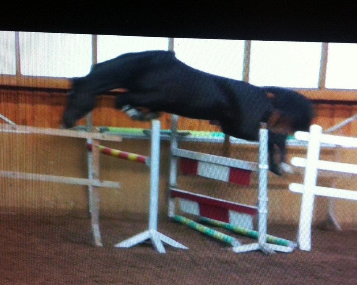 broodmare Cuba Libre Schätzchen (Hanoverian, 2009, from Conteur)