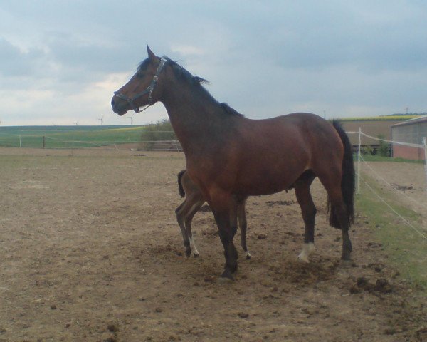 broodmare Amenophis (Oldenburg, 1996, from Acord II)