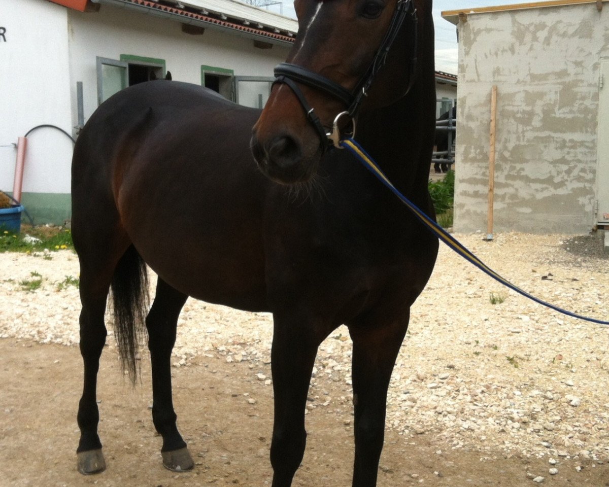horse Pythia (Oldenburg, 1997, from Noble Champion)