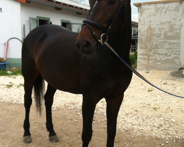 horse Pythia (Oldenburg, 1997, from Noble Champion)